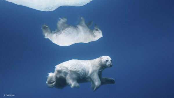 Paul Nicklen: fa che la natura ti tocchi l’anima.