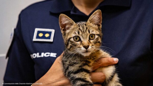 Cheops, il gatto che porta delicatezza dentro una stazione di polizia.